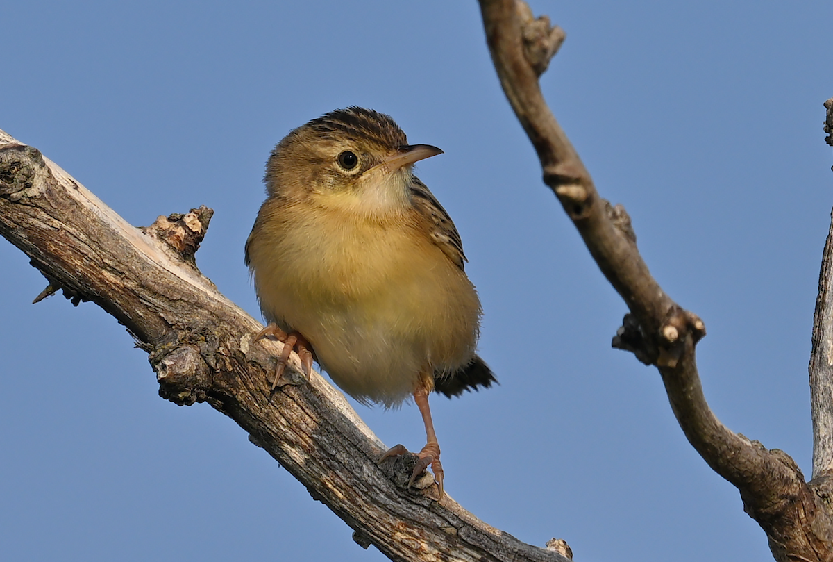 Zitting Cisticola - ML640327122