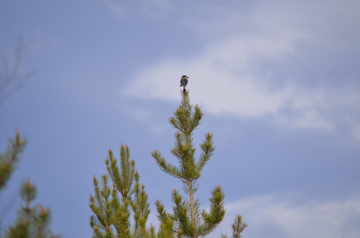 Canada Jay - ML640327136