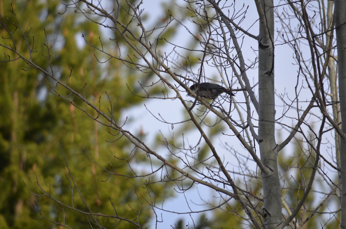 Canada Jay - ML640327141