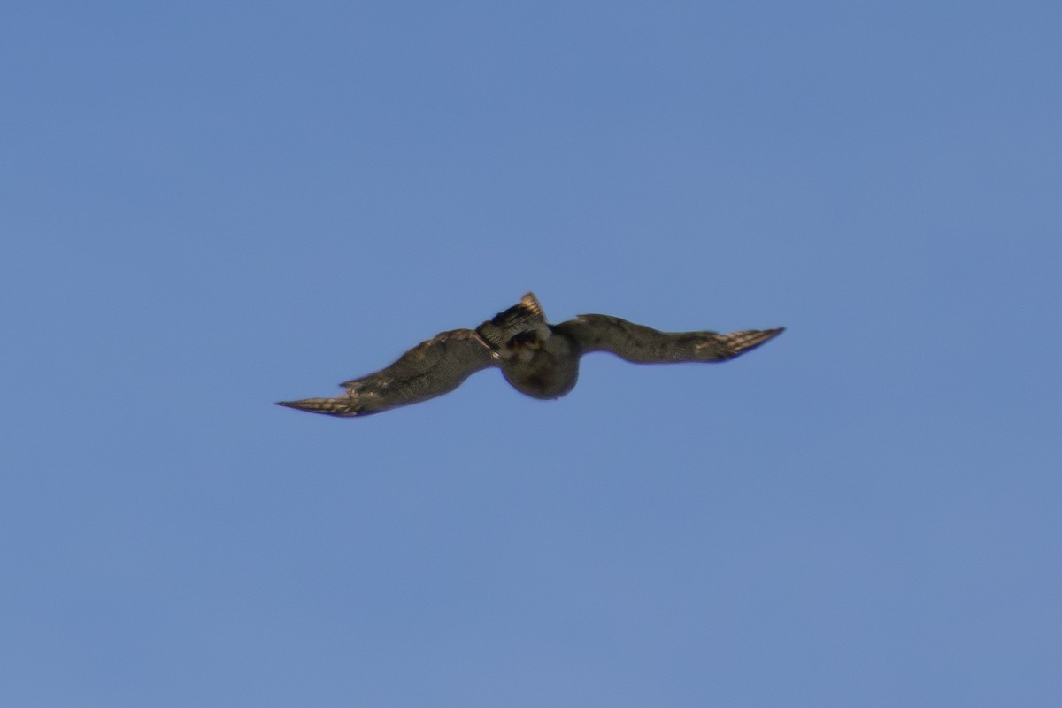 American Goshawk - ML640327146