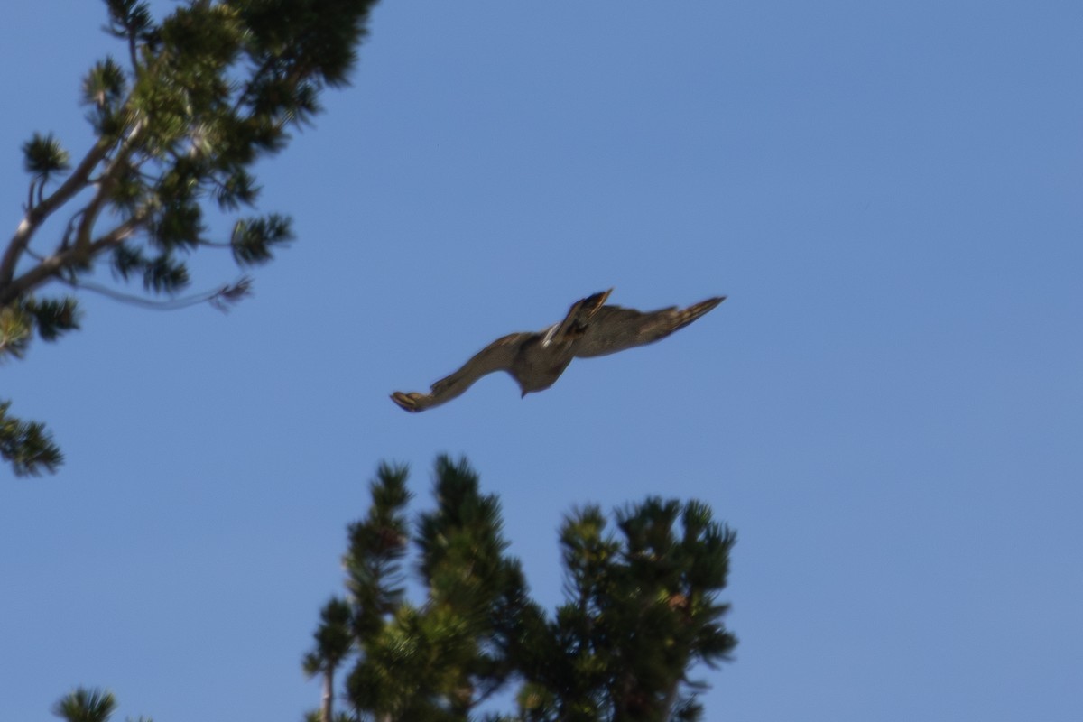 American Goshawk - ML640327147
