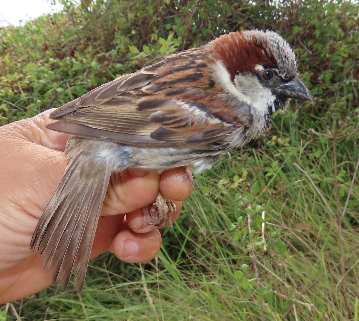 House Sparrow - ML640327148