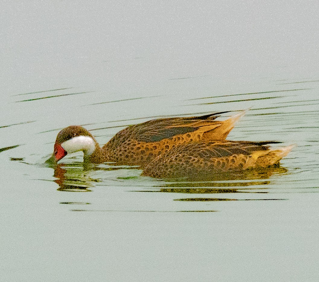 White-cheeked Pintail - ML640327171