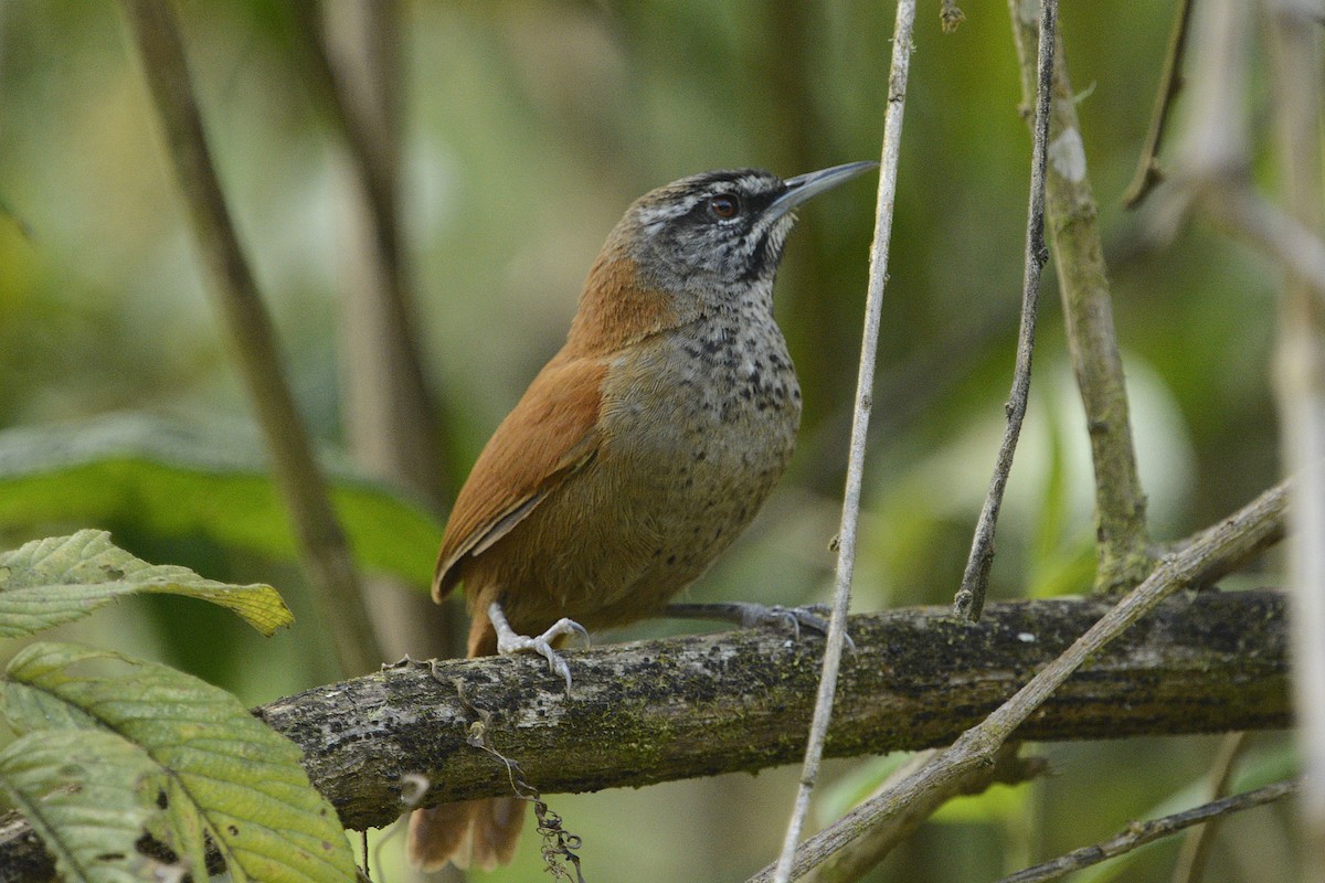 Plain-tailed Wren (Western) - ML640327175