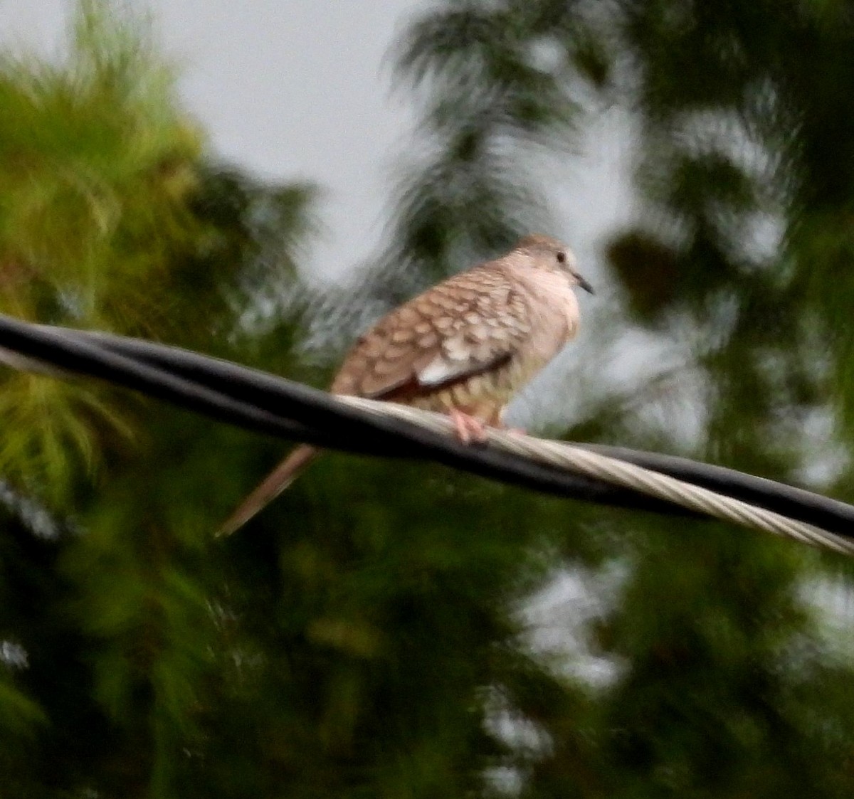 Inca Dove - ML640327180