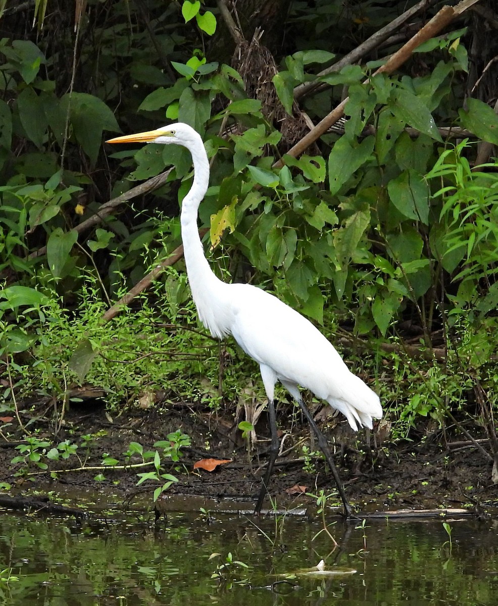 Great Egret - ML640327194