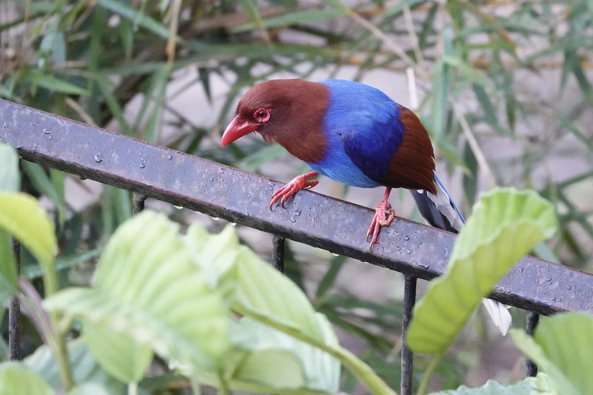 Sri Lanka Blue-Magpie - ML640327254