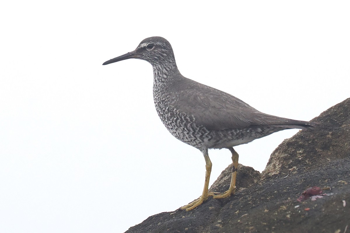 Wandering Tattler - ML640327273