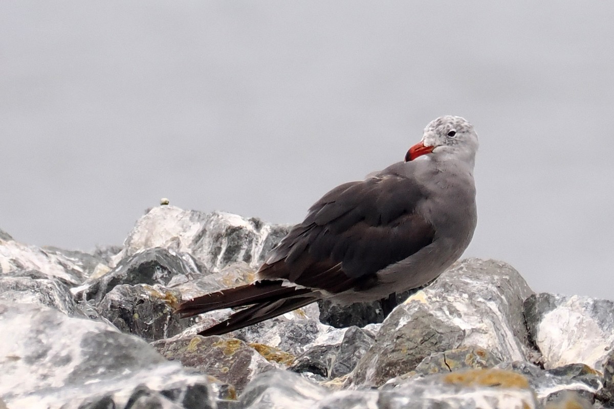 Heermann's Gull - ML640327291