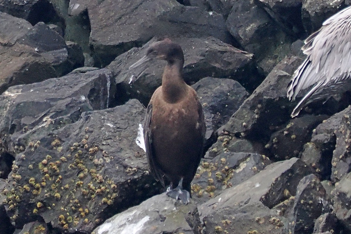 Brandt's Cormorant - ML640327310