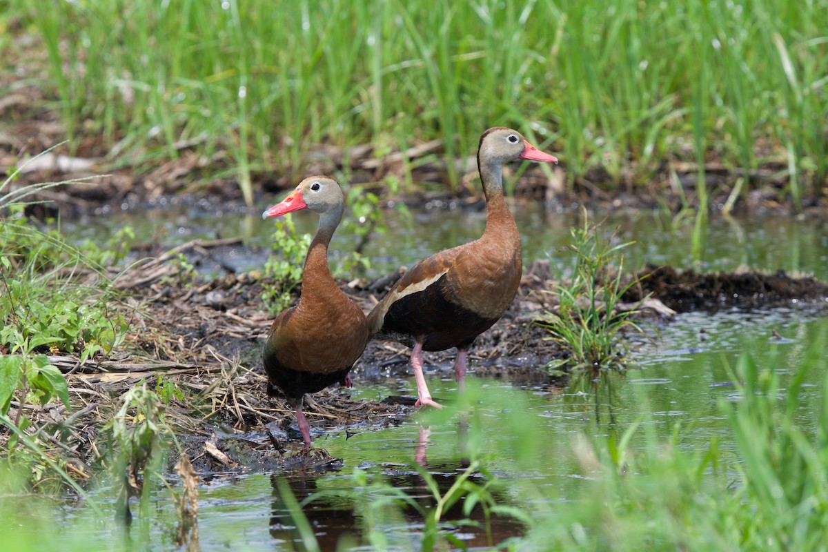 Black-bellied Whistling-Duck - ML640327341