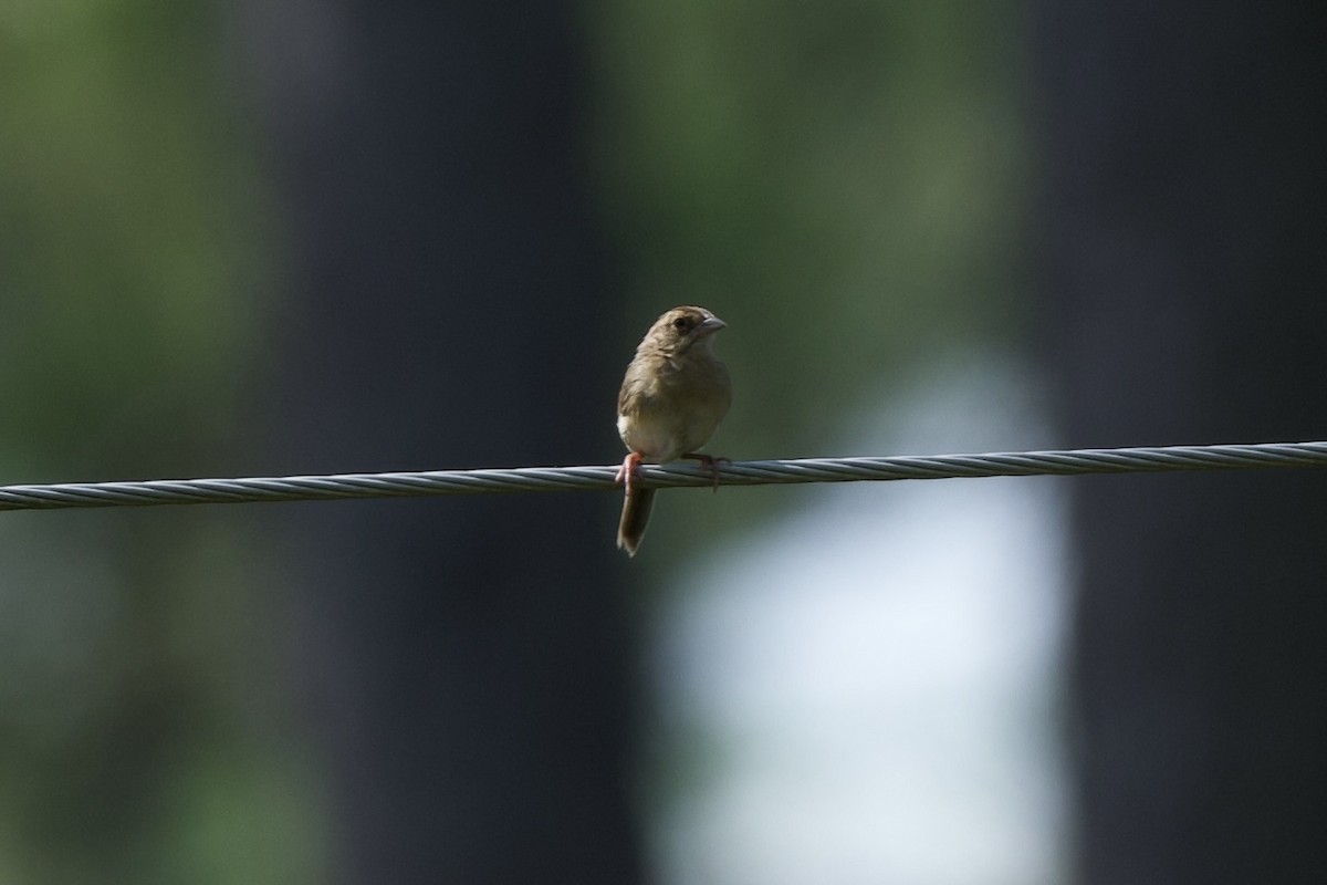 Bachman's Sparrow - ML640327363
