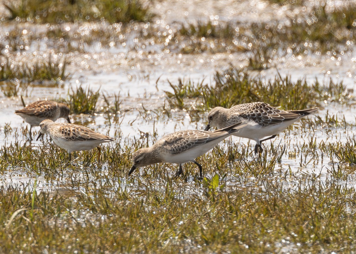 Baird's Sandpiper - ML640327431