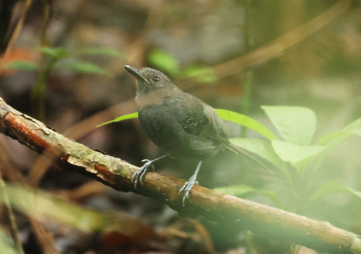 Dusky Antbird - ML640327446
