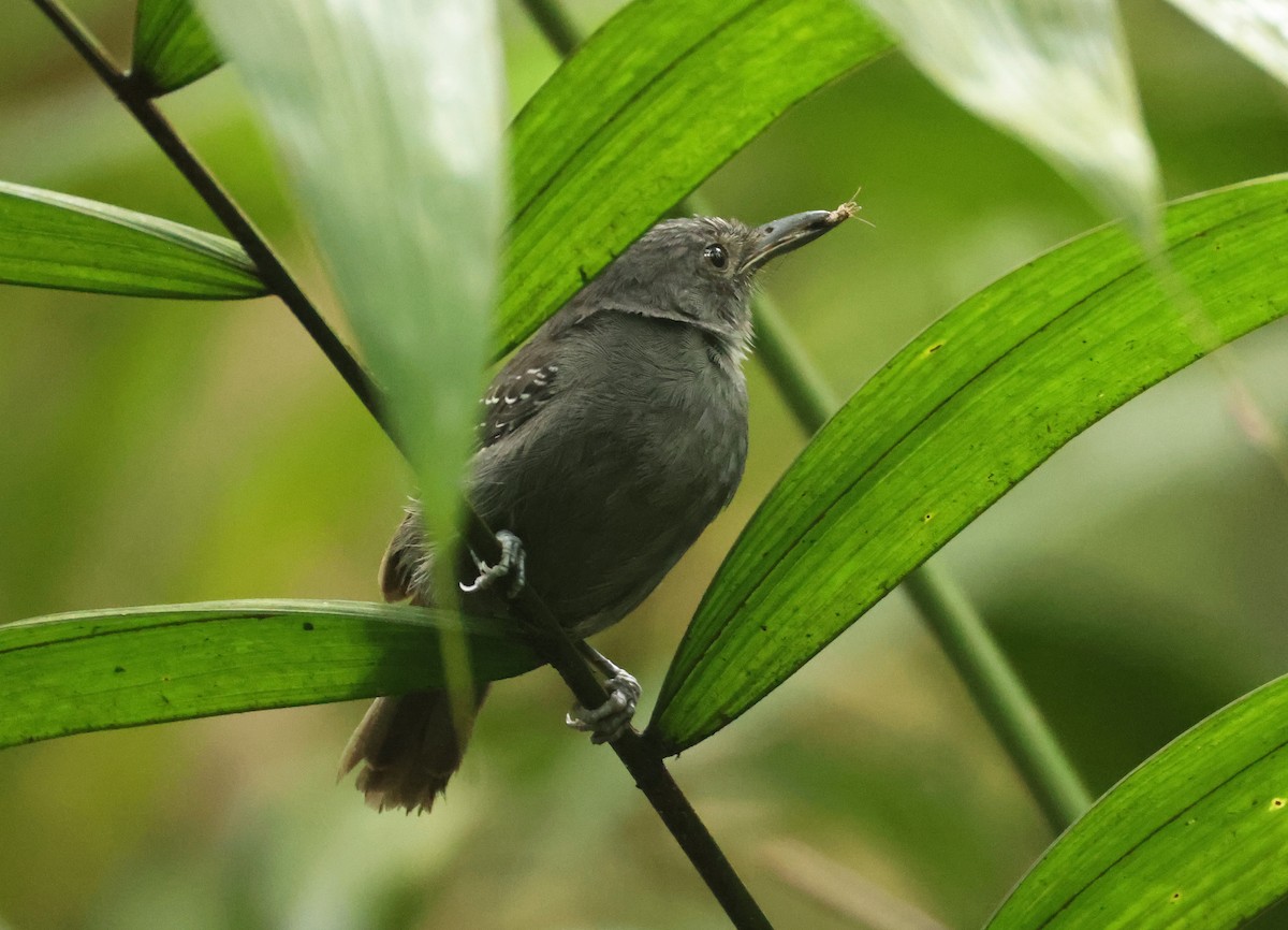 Dusky Antbird - ML640327448