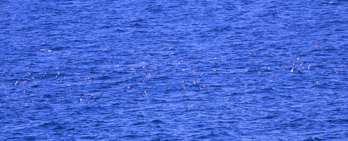 Sooty Shearwater - ML640327451