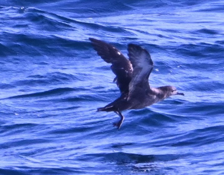 Sooty Shearwater - ML640327463