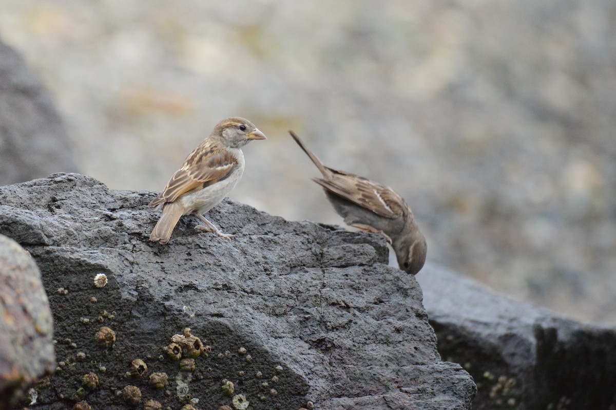 House Sparrow - ML640327469