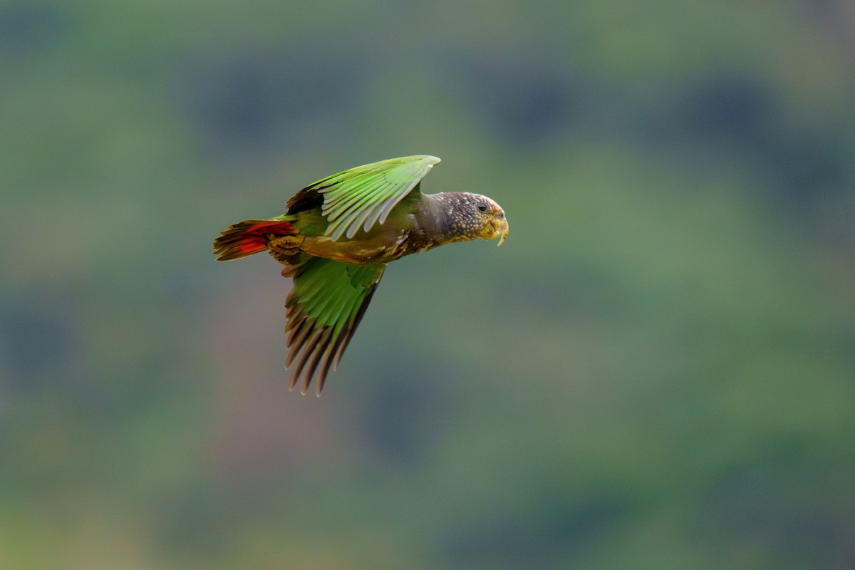 バラガシラインコ - ML640327496