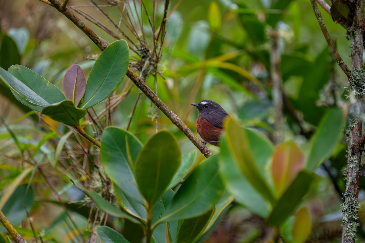 Chestnut-bellied Chat-Tyrant - ML640327529