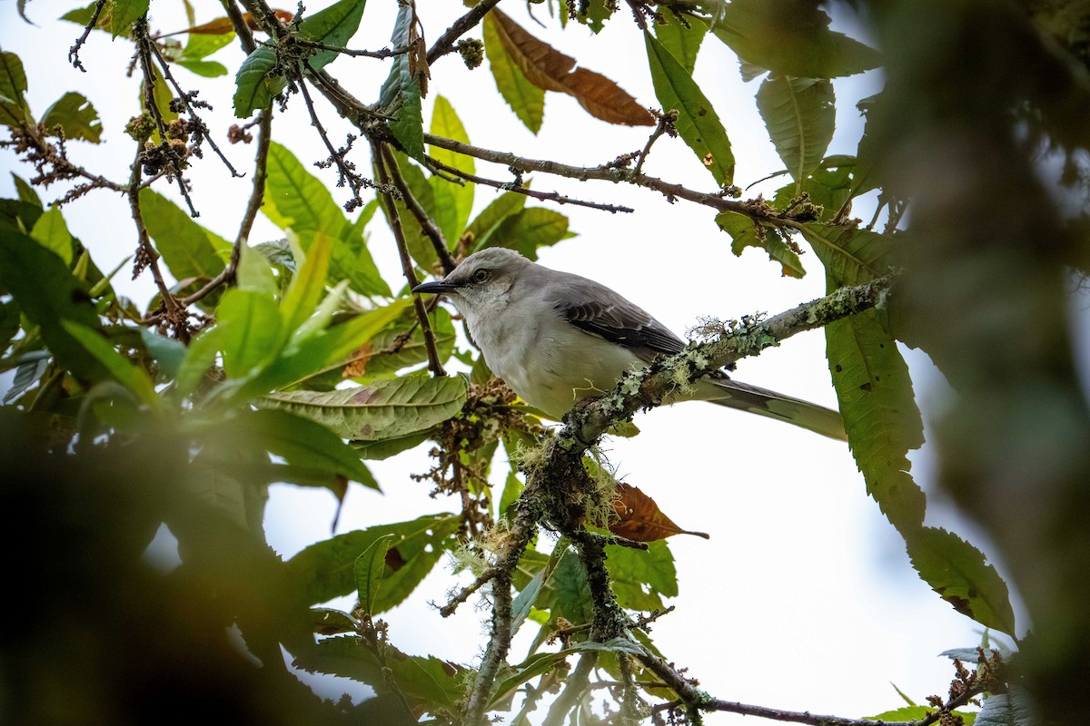 Tropical Mockingbird - ML640327540