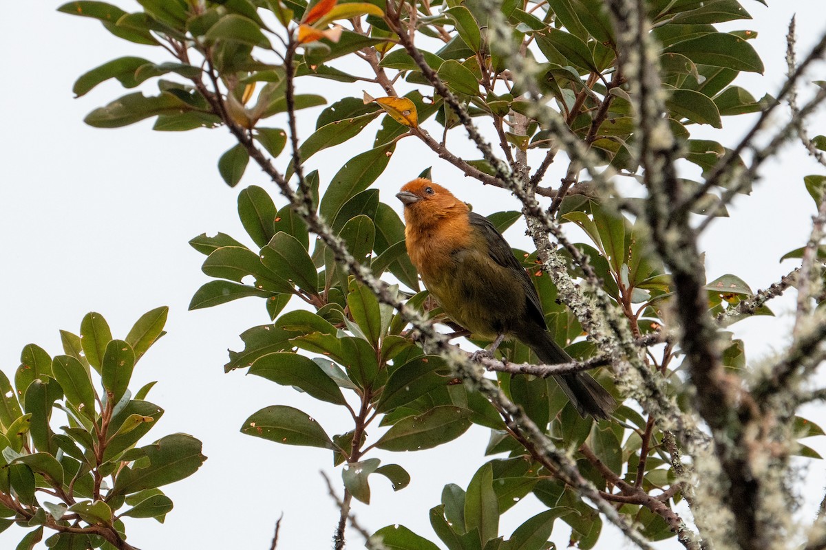 Ochre-breasted Brushfinch - ML640327542