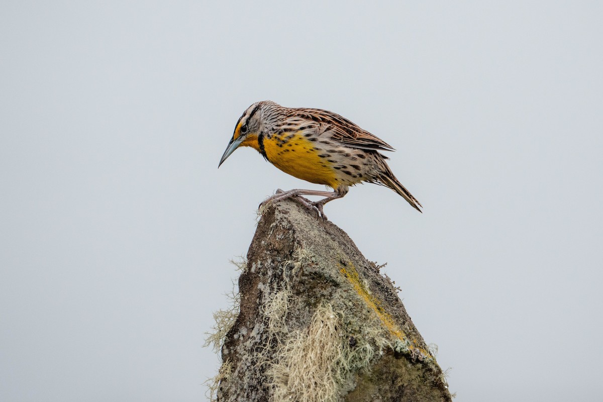 Eastern Meadowlark - ML640327548