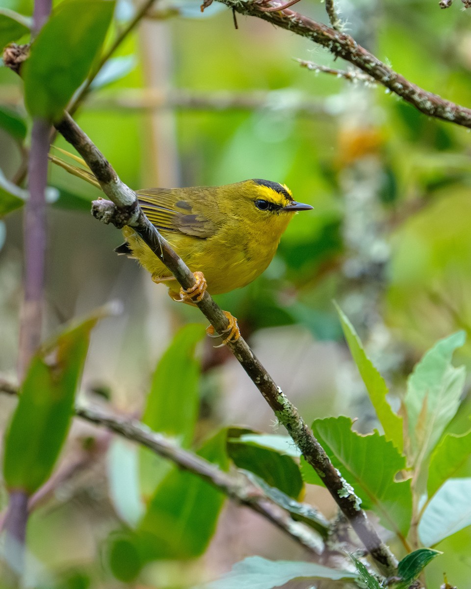 Black-crested Warbler - ML640327553