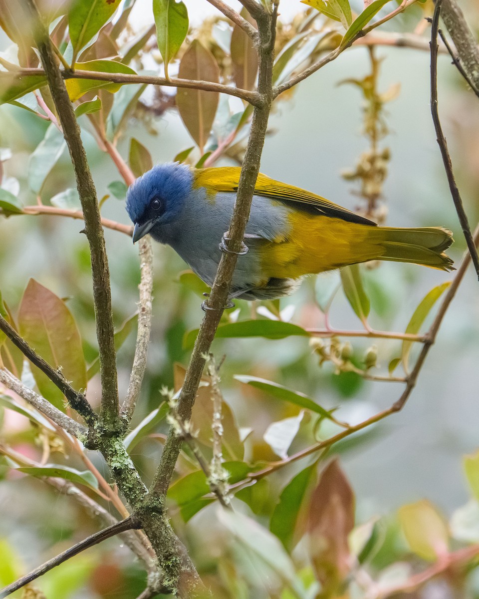 Blue-capped Tanager - ML640327564