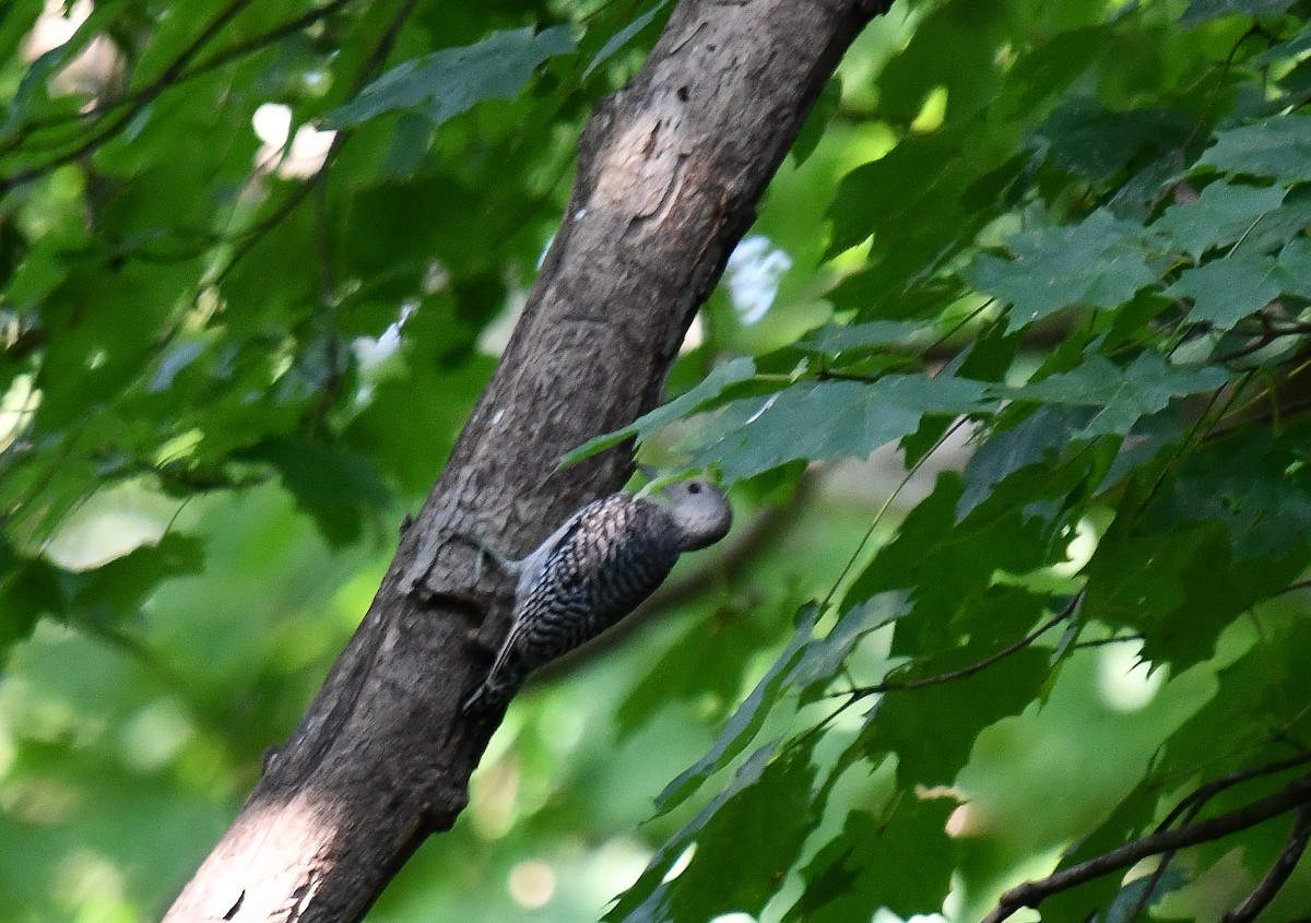 Red-bellied Woodpecker - ML640327571