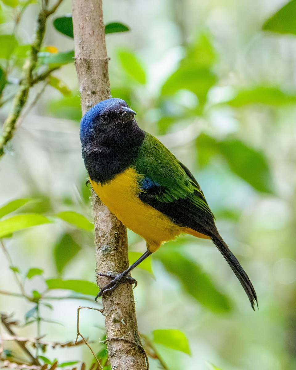 Black-chested Mountain Tanager - ML640327573