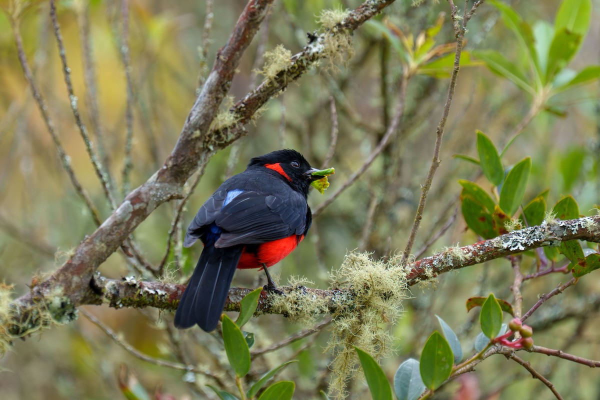 Scarlet-bellied Mountain Tanager - ML640327584