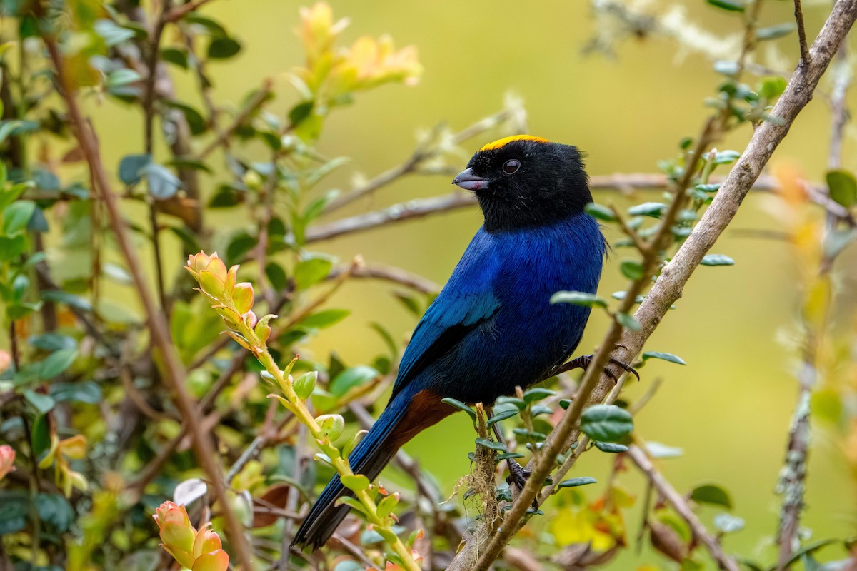 Golden-crowned Tanager - ML640327595