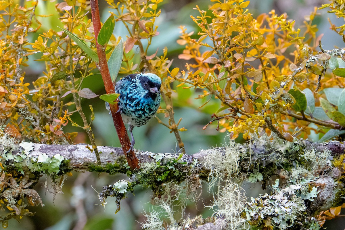 Beryl-spangled Tanager - ML640327598