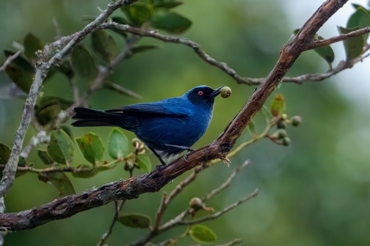 Masked Flowerpiercer - ML640327603