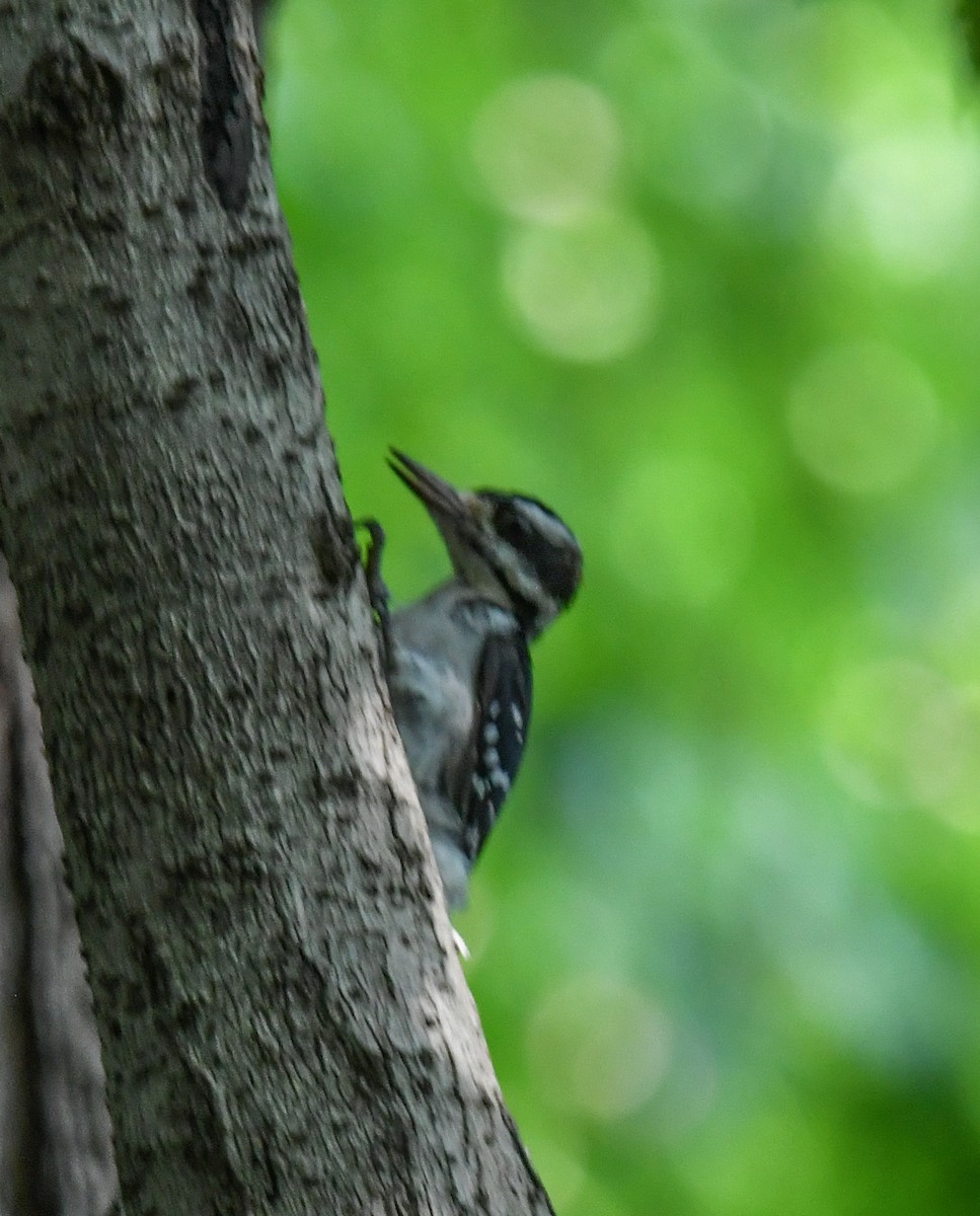 Hairy Woodpecker - ML640327606