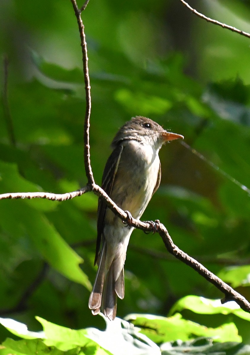 Eastern Wood-Pewee - ML640327641