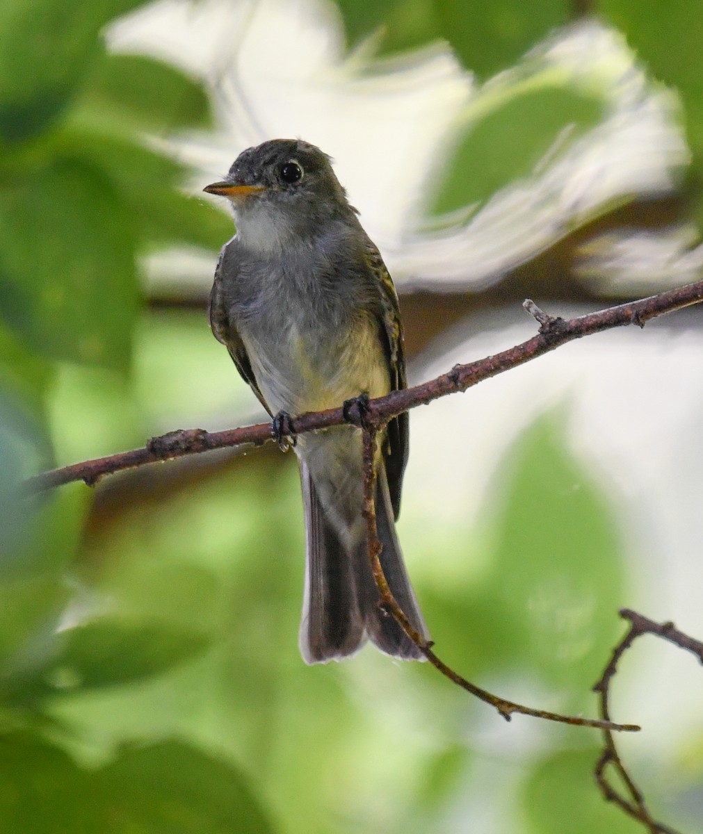 Eastern Wood-Pewee - ML640327642