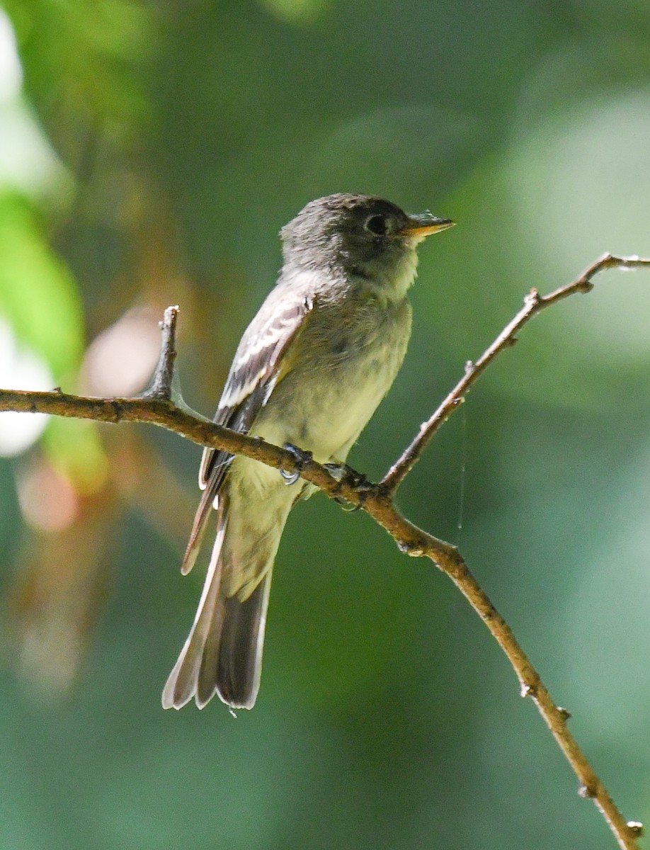 Eastern Wood-Pewee - ML640327643