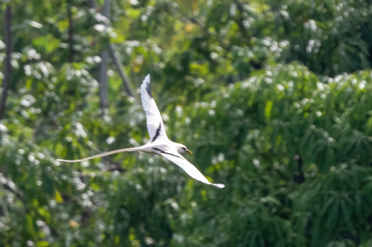 White-tailed Tropicbird - ML640327660