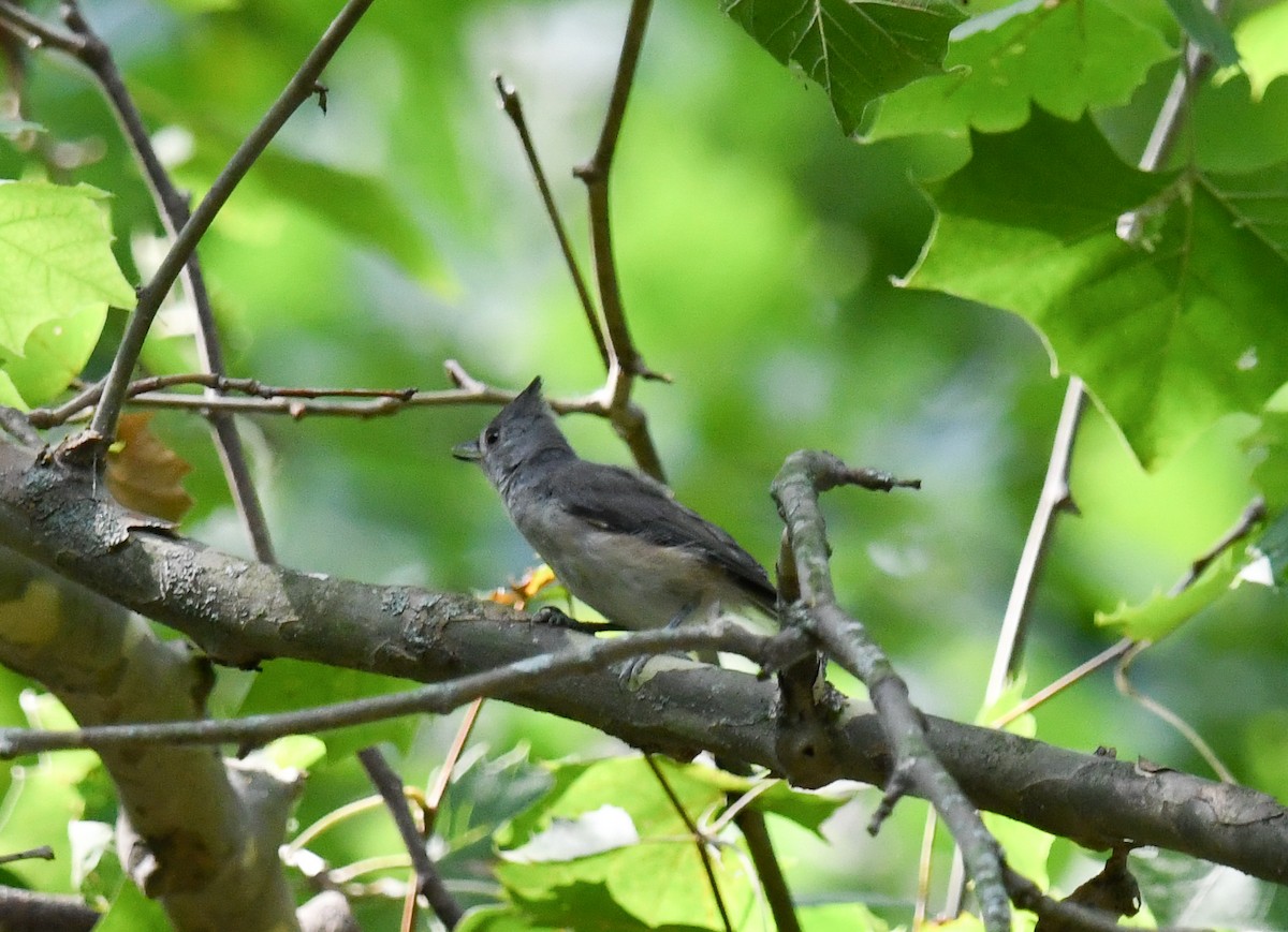 Tufted Titmouse - ML640327661