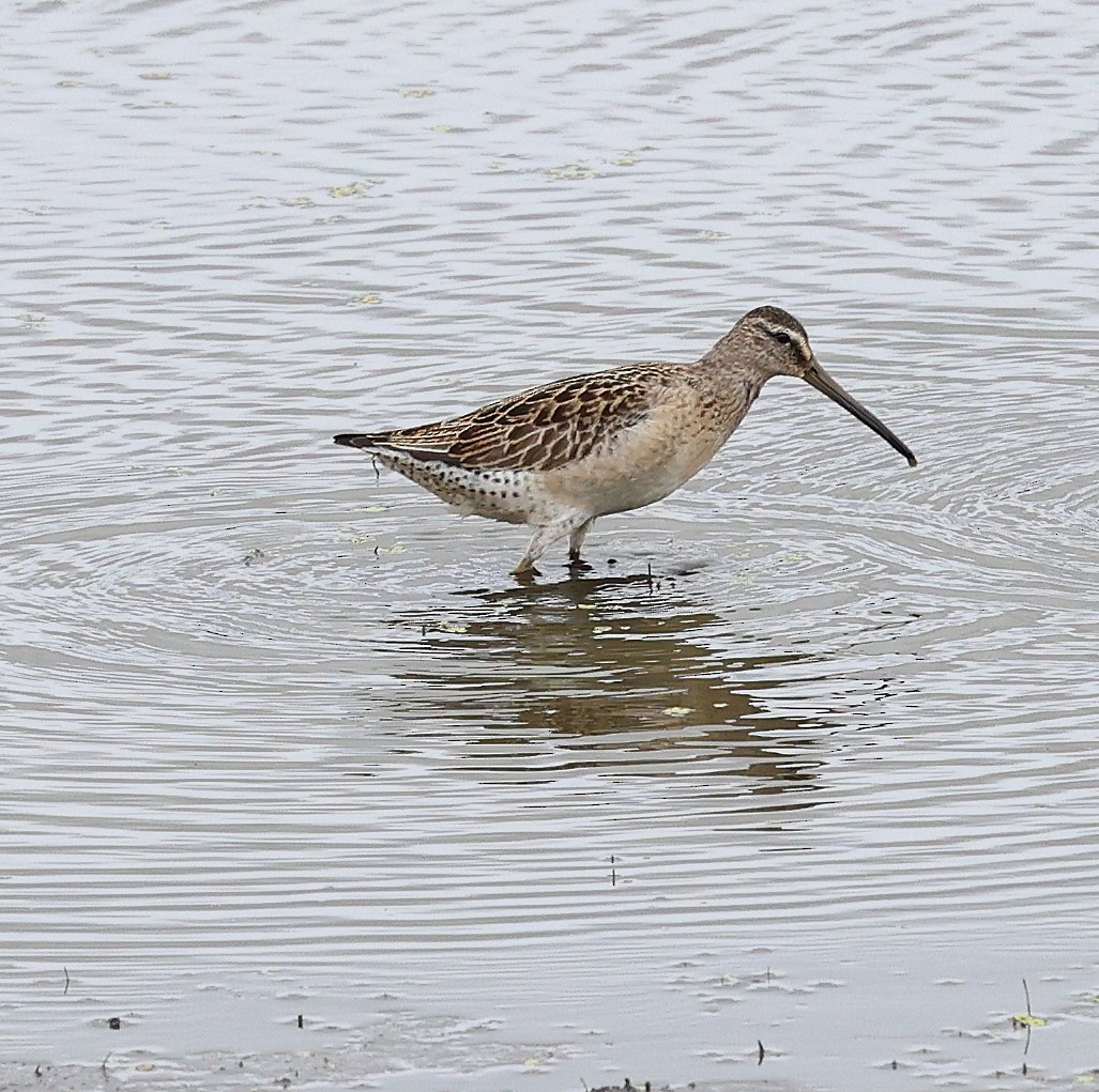 Short-billed Dowitcher - ML640327662