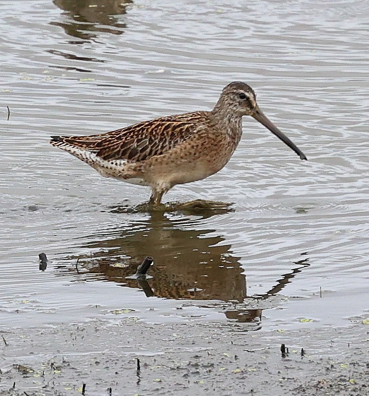 Short-billed Dowitcher - ML640327663