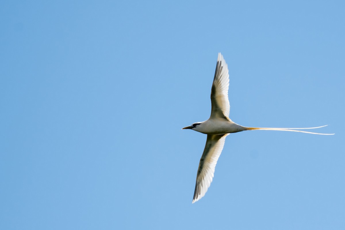 White-tailed Tropicbird - ML640327673