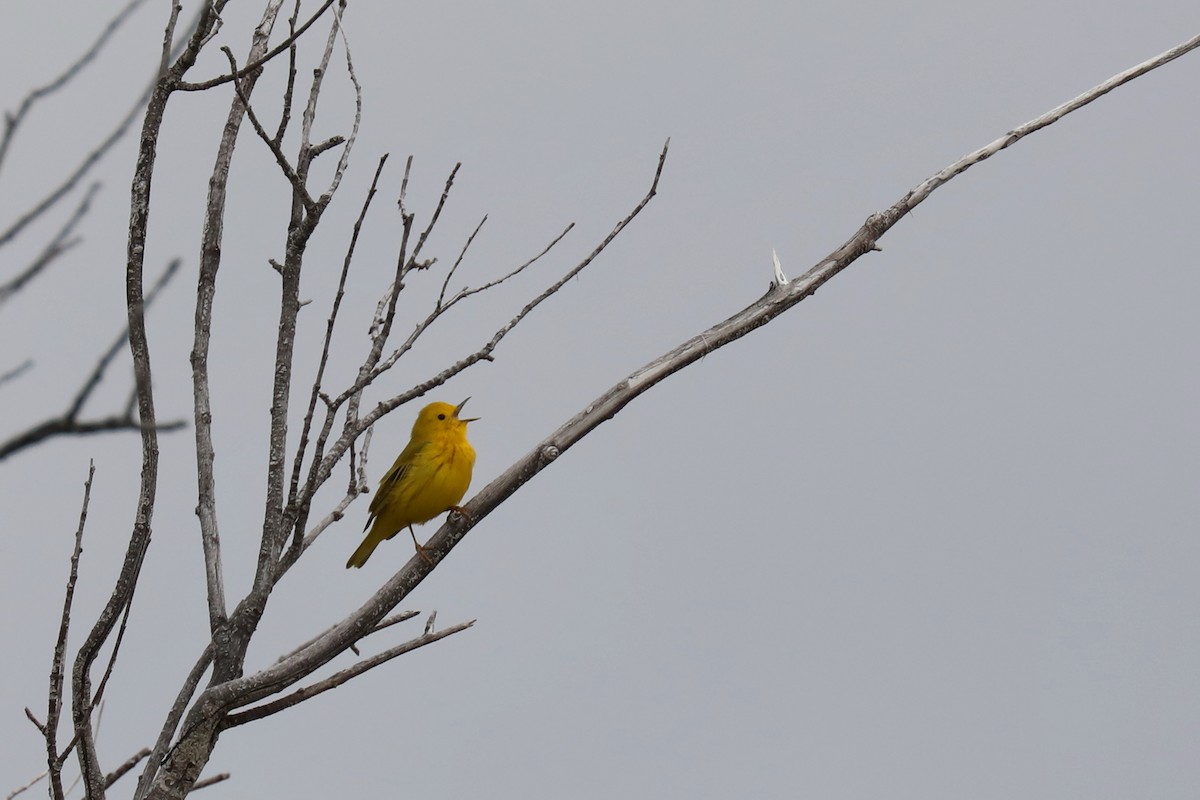 Goldwaldsänger - ML640327682