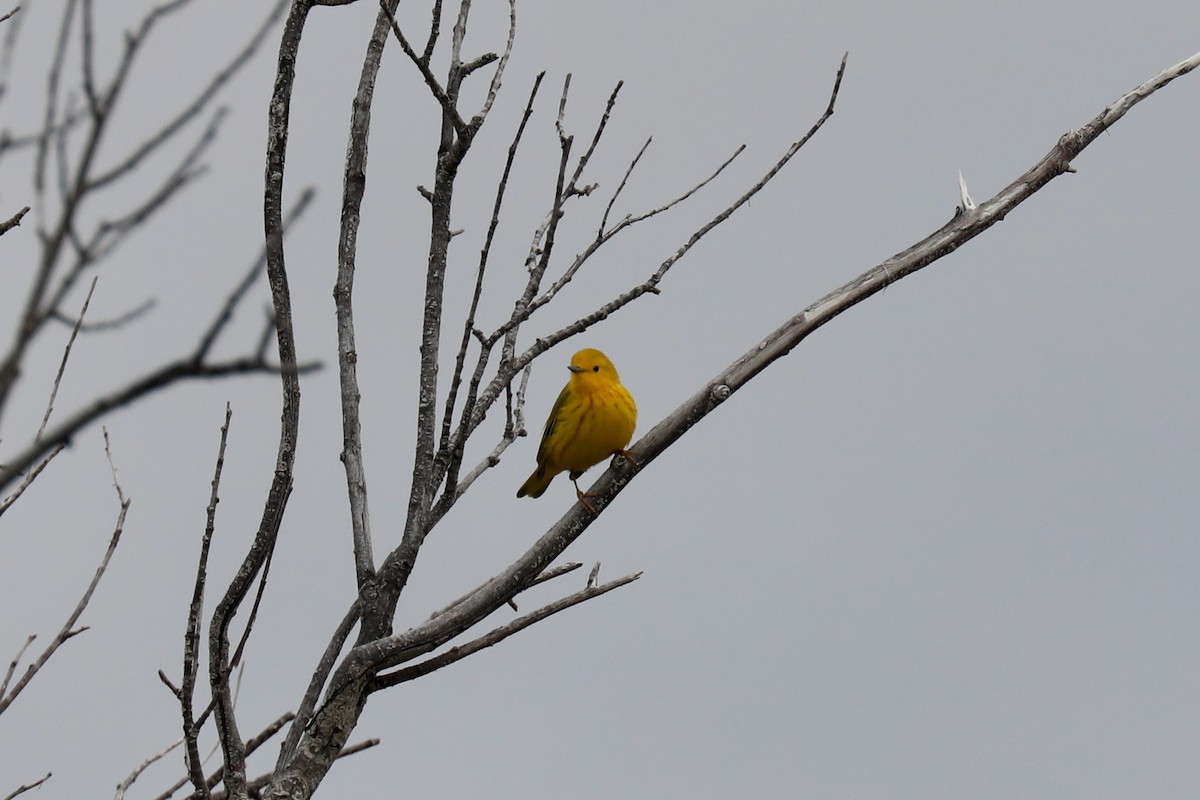 Goldwaldsänger - ML640327683