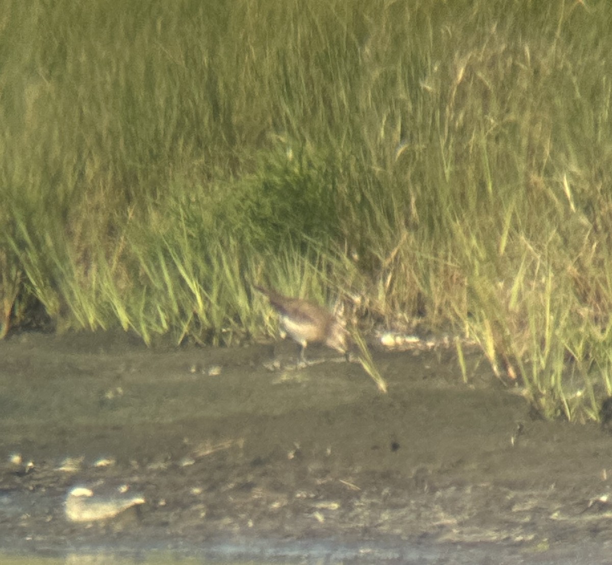 American Golden-Plover - ML640327687