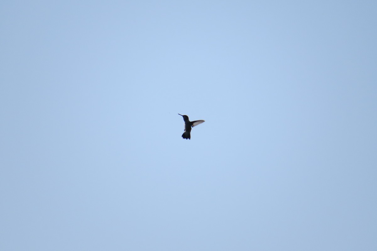Yakut Boğazlı Kolibri - ML640327698