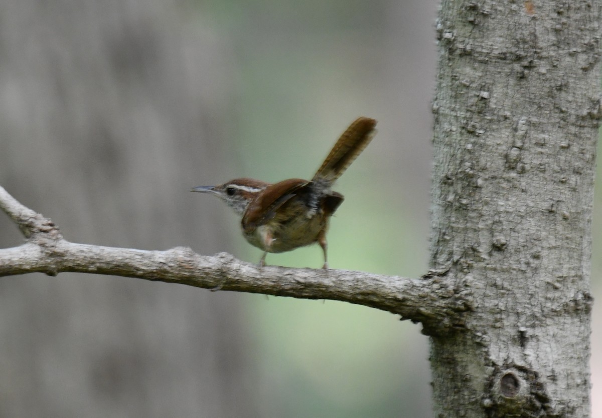 Carolina Wren - ML640327702