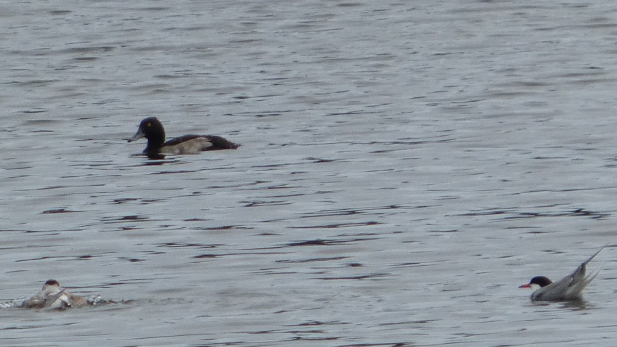 Tufted Duck - ML640327713